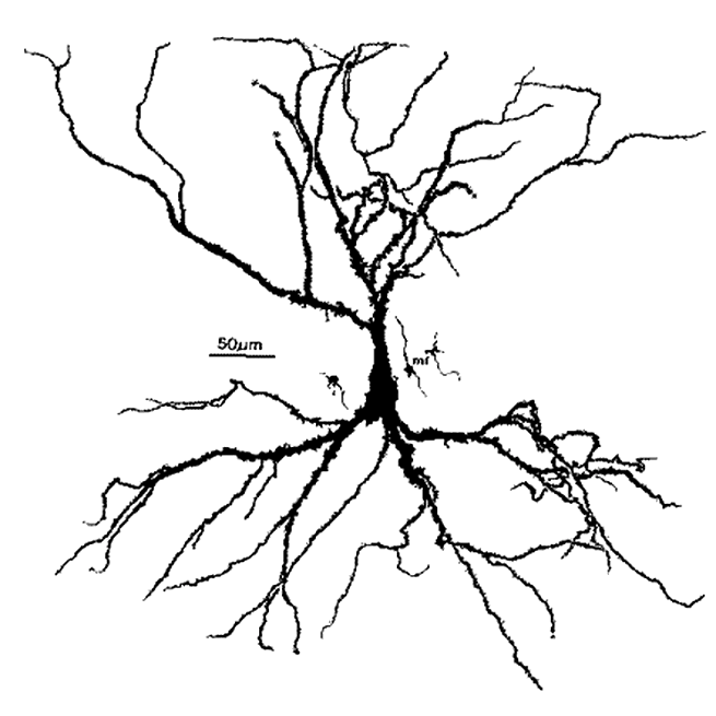 Neurophysiology team