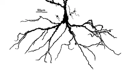 神経科学チーム featured image